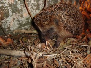 Картинка животные ежи