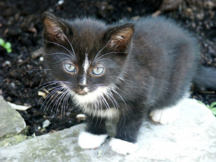 Картинка животные коты