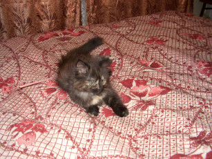 Картинка животные коты