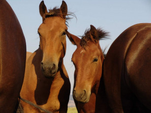 Картинка животные лошади