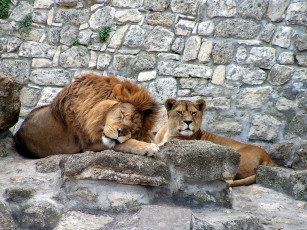 Картинка животные львы