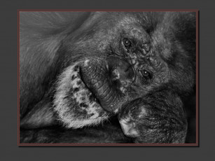 Картинка животные обезьяны