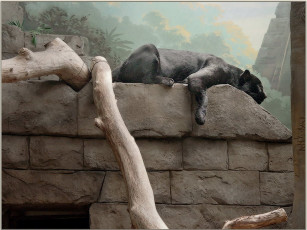 Картинка животные пантеры