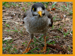 Картинка животные птицы