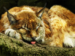 Картинка животные рыси