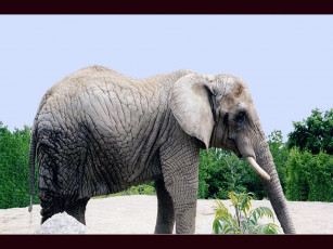 Картинка животные слоны