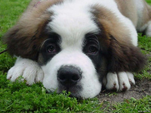 Картинка животные собаки