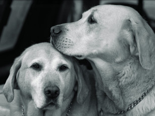 Картинка животные собаки