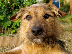 Картинка животные собаки