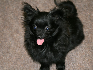 Картинка животные собаки