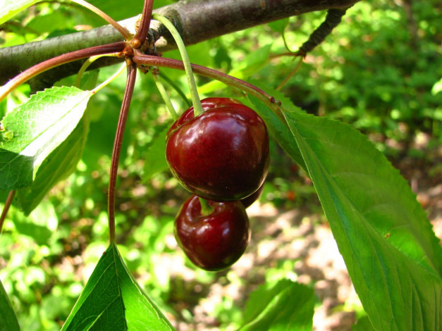 Обои картинки фото 