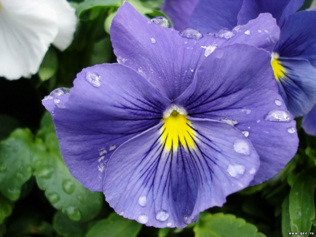 Обои картинки фото цветы, анютины, глазки, садовые, фиалки