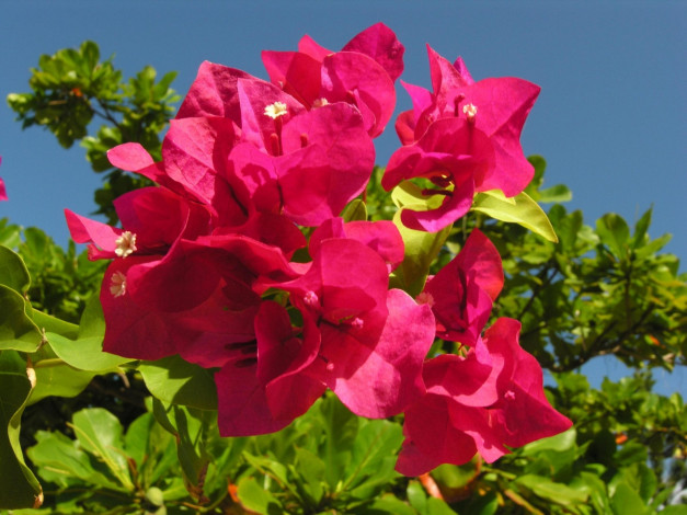 Обои картинки фото цветы, бугенвиллея