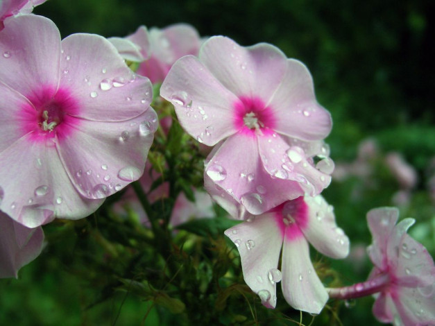 Обои картинки фото цветы, флоксы