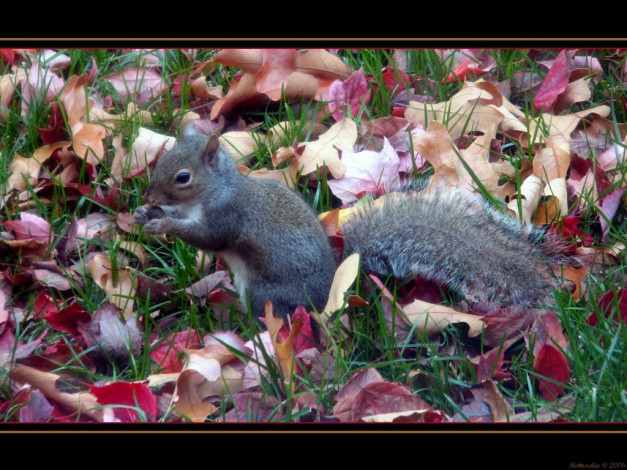 Обои картинки фото животные, белки