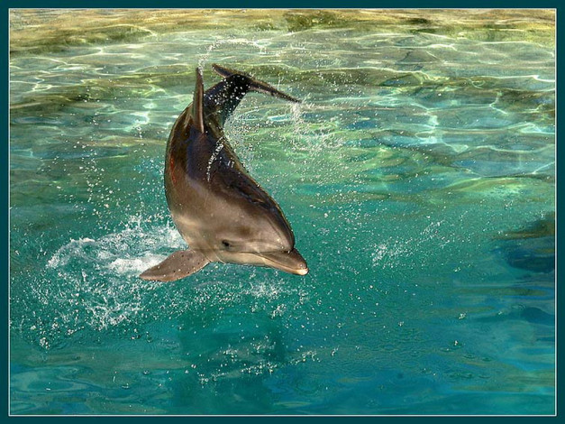 Обои картинки фото животные, дельфины