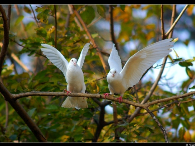 Обои картинки фото животные, голуби