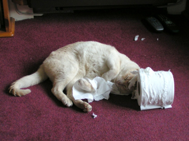 Обои картинки фото животные, коты