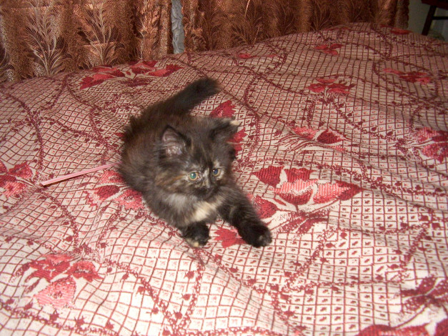 Обои картинки фото животные, коты