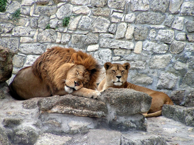 Обои картинки фото животные, львы