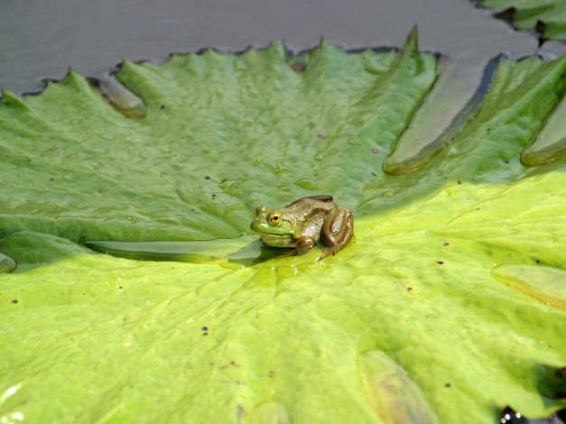Обои картинки фото животные, лягушки