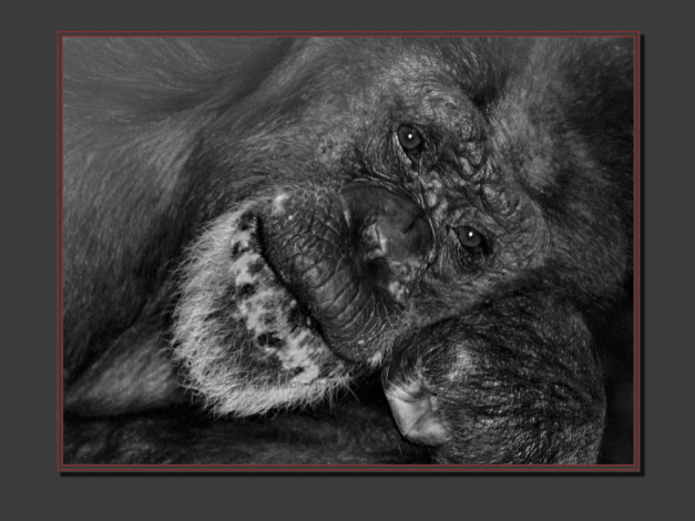 Обои картинки фото животные, обезьяны