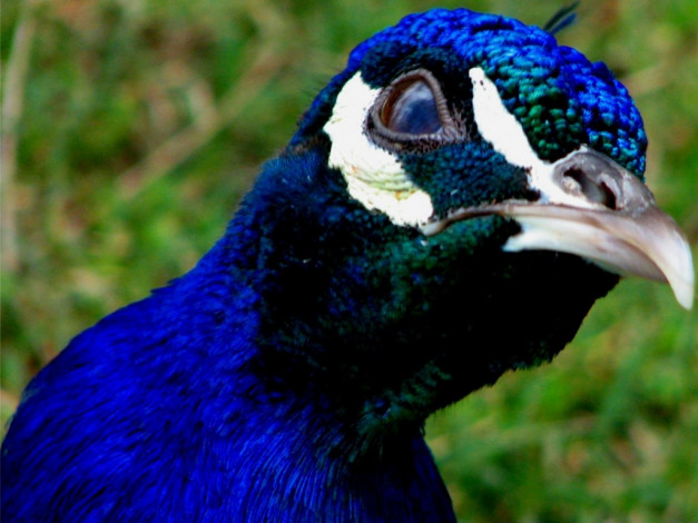 Обои картинки фото животные, павлины