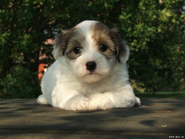 Обои картинки фото животные, собаки