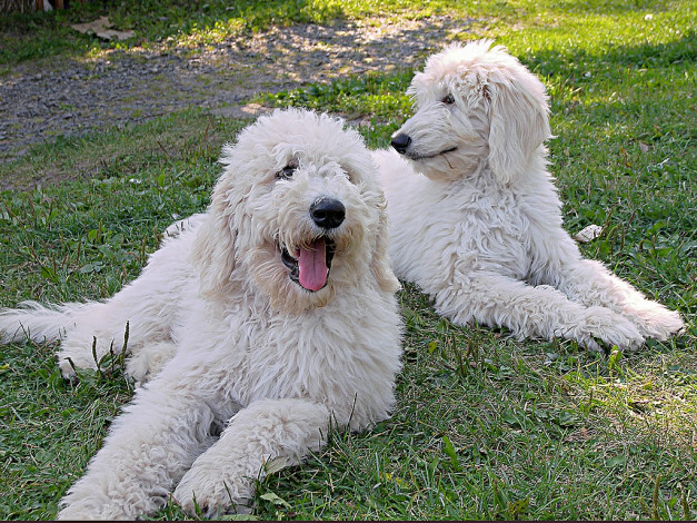 Обои картинки фото животные, собаки