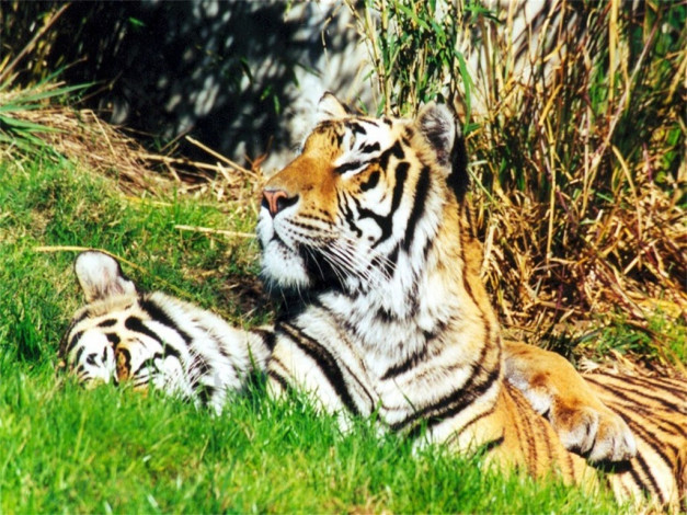 Обои картинки фото животные, тигры