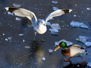 Картинка животные птицы