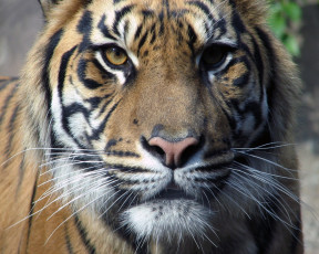 обоя животные, тигры