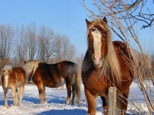Картинка животные лошади