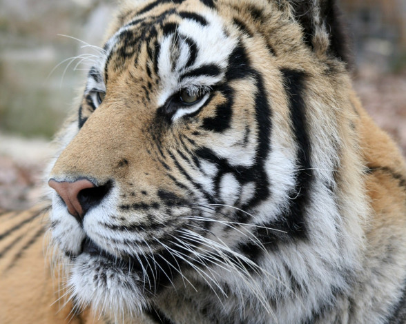 Обои картинки фото животные, тигры