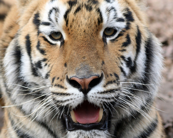 Обои картинки фото животные, тигры