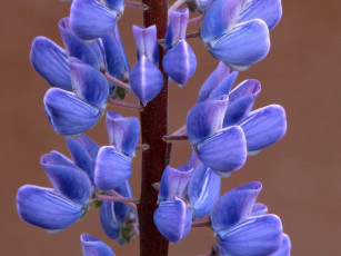 Картинка цветы люпин