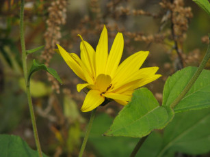 Картинка цветы рудбекия