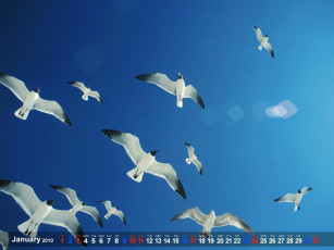 обоя календари, животные