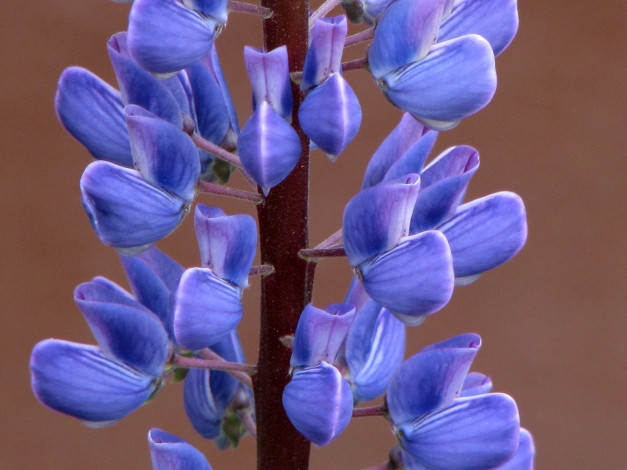 Обои картинки фото цветы, люпин