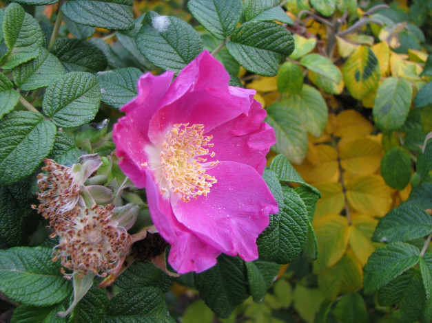 Обои картинки фото цветы, шиповник