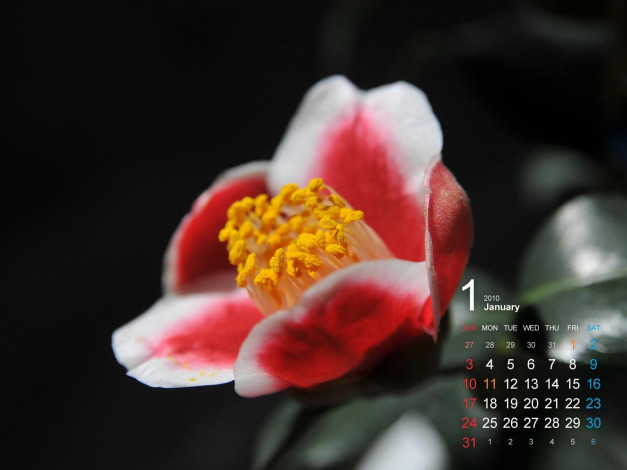 Обои картинки фото календари, цветы