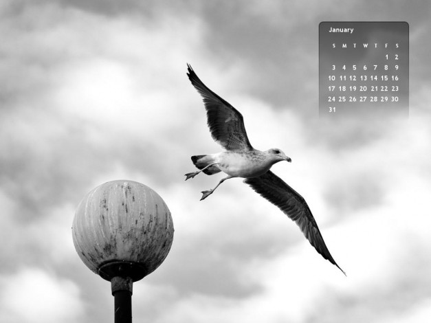 Обои картинки фото календари, животные