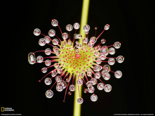 Картинка цветы