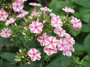 Картинка цветы флоксы