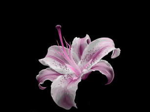 Картинка векторная графика