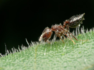 Картинка животные насекомые