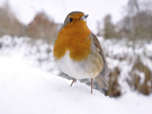 Картинка животные зарянки малиновки