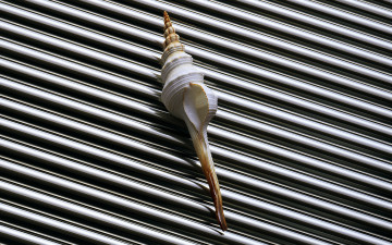 Картинка разное ракушки кораллы декоративные spa камни