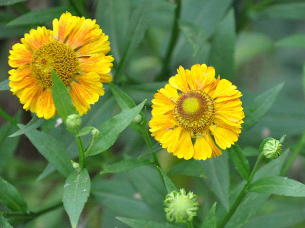 Обои картинки фото цветы, гайлардии, гелениумы