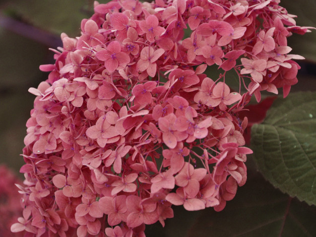 Обои картинки фото цветы, гортензия